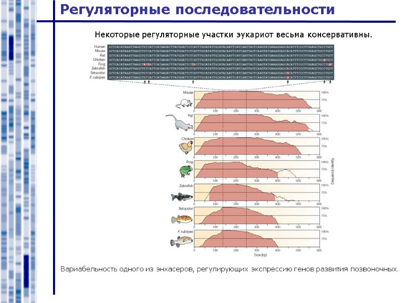 Регуляторные последовательности Некоторые регуляторные участки эукариот весьма консервативны. Вариабельность одного из энхасеров, регулирующих экспрессию